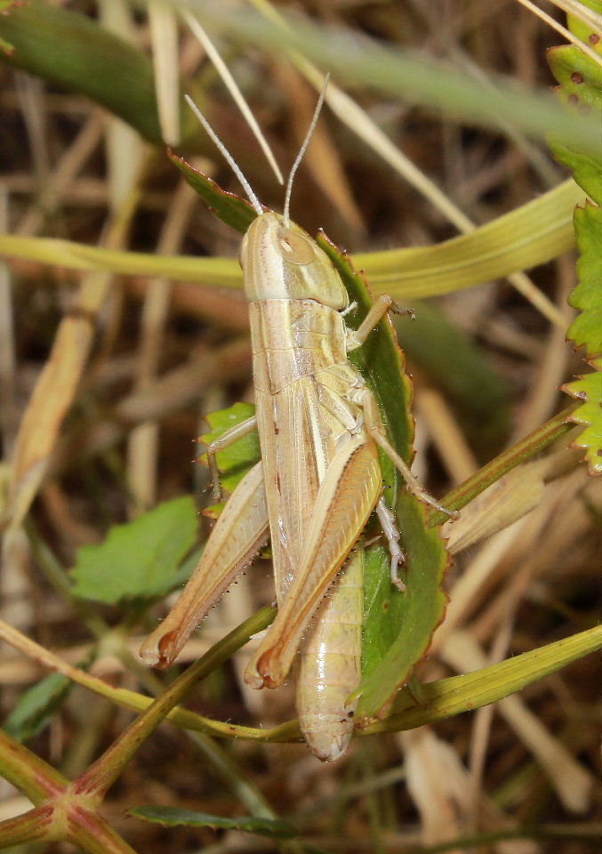 Orthoptera da determinare-3 ??